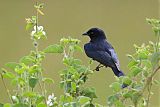 Fork-tailed Drongoborder=